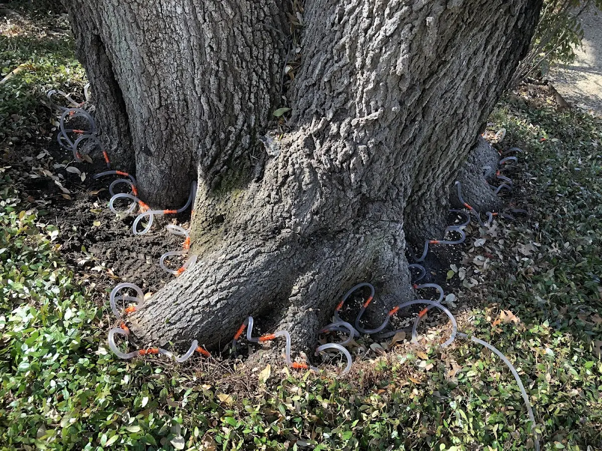 Detailed Shrub and Hedge Trimming job site in Rumely