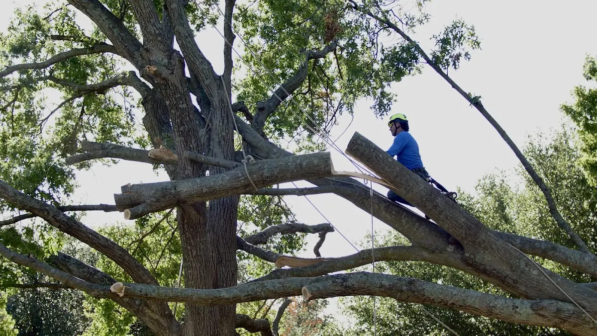Professional Crown Thinning performed by certified arborists in Rumely